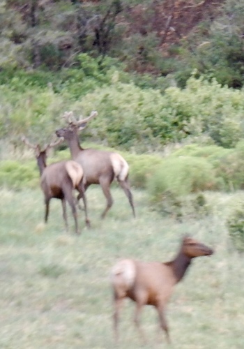 Elk photographed in New Mexico