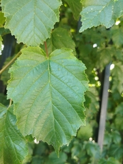 Acer tataricum