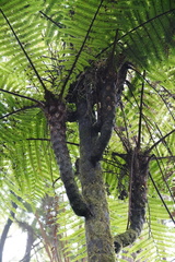 Alsophila borbonica