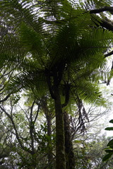 Alsophila borbonica