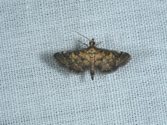 Metasia polytima