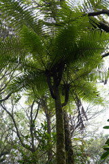 Alsophila borbonica