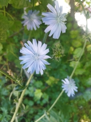 Cichorium intybus
