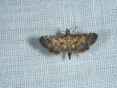 Metasia polytima
