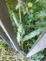 Cichorium intybus