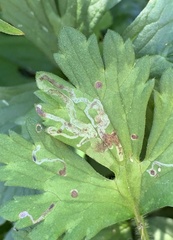 Phytomyza ranunculi