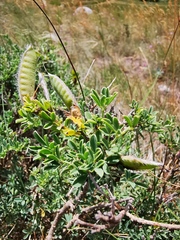 Chamaecytisus spinescens