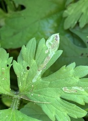 Phytomyza ranunculi