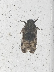 Melanoliarus placitus