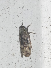 Melanoliarus placitus