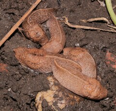 Tandonia kusceri