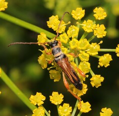 Stenopterus flavicornis
