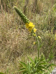 Agrimonia procera