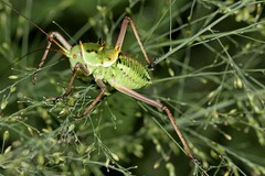 Acanthoplus