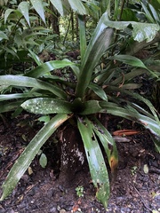 Aechmea mexicana