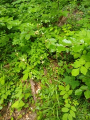 Campanula persicifolia
