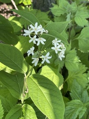 Vincetoxicum ascyrifolium