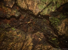 Neopantopsalis pentheter