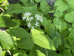 Vincetoxicum ascyrifolium