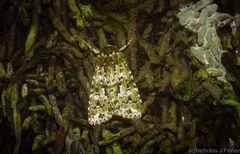 Thalatha bryochlora