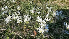Ornithogalum fimbriatum