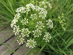 Cicuta maculata maculata