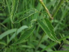 Cicuta maculata maculata
