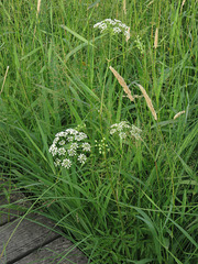 Cicuta maculata maculata