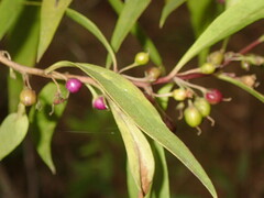 Myoporum acuminatum