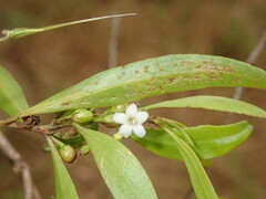 Myoporum acuminatum