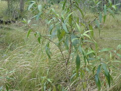 Myoporum acuminatum