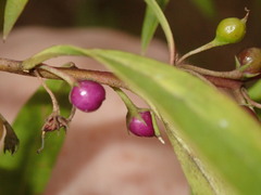 Myoporum acuminatum