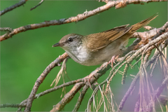 Helopsaltes fasciolatus