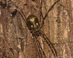 Neopantopsalis pentheter