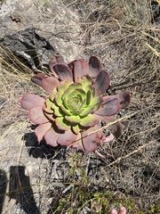 Aeonium urbicum image