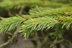 Chrysomyxa rhododendri