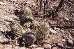 Coryphantha longicornis
