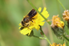 Osmia leaiana