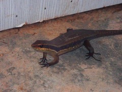 Eutropis rudis