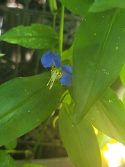 Commelina communis