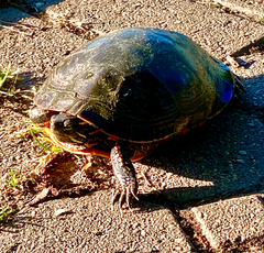 Chrysemys picta