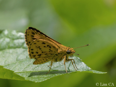 Ampittia dioscorides