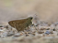 Pithauria murdava