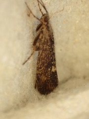 Limnephilus sparsus