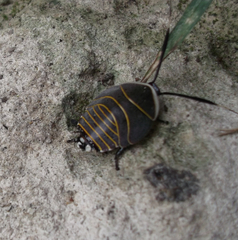 Rochaina mexicana
