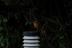 Cossypha heuglini heuglini