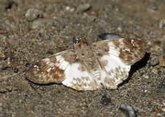 Polyctor polyctor