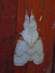 Calliteara diplozona