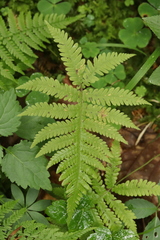 Uredinopsis filicina