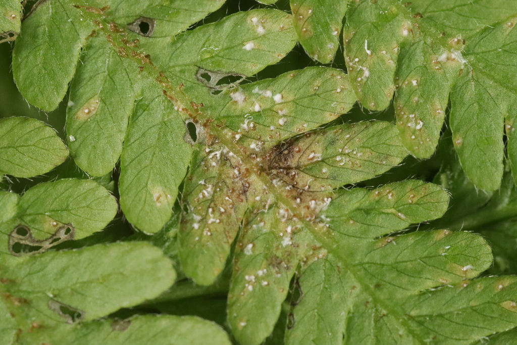 Uredinopsis filicina